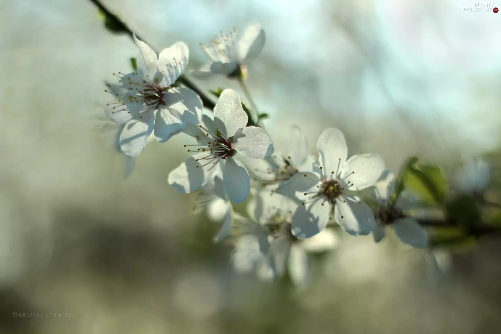 White, trees, fruit, Flowers
