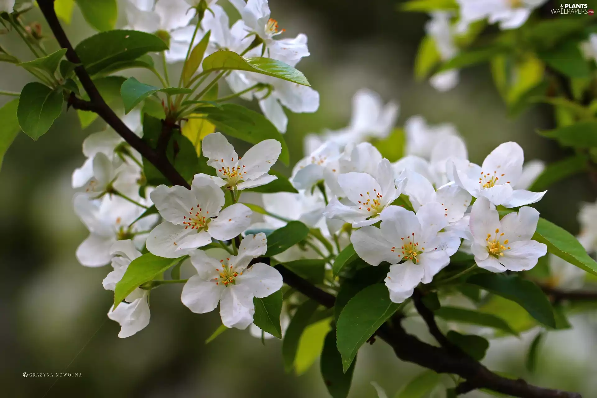 White, trees, fruit, Flowers