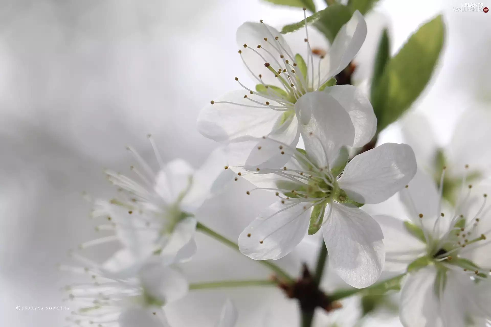 White, trees, fruit, Flowers