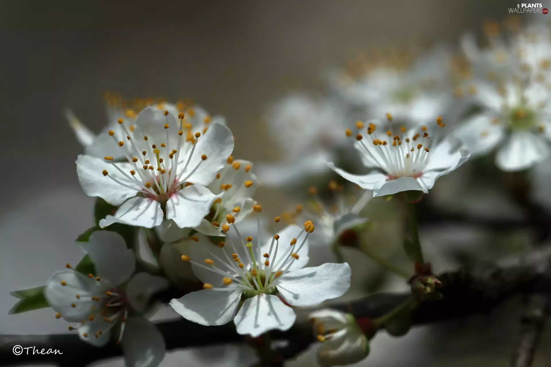White, trees, fruit, Flowers