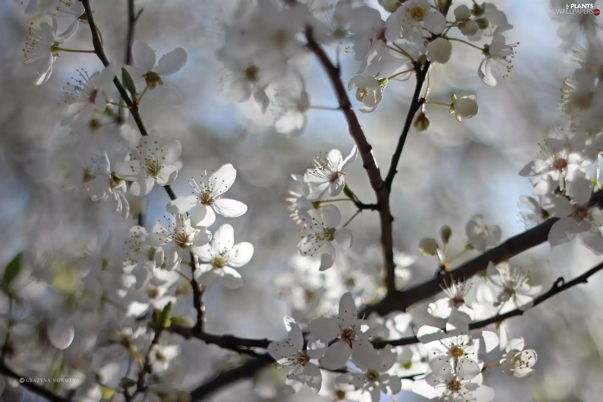 White, trees, fruit, Flowers