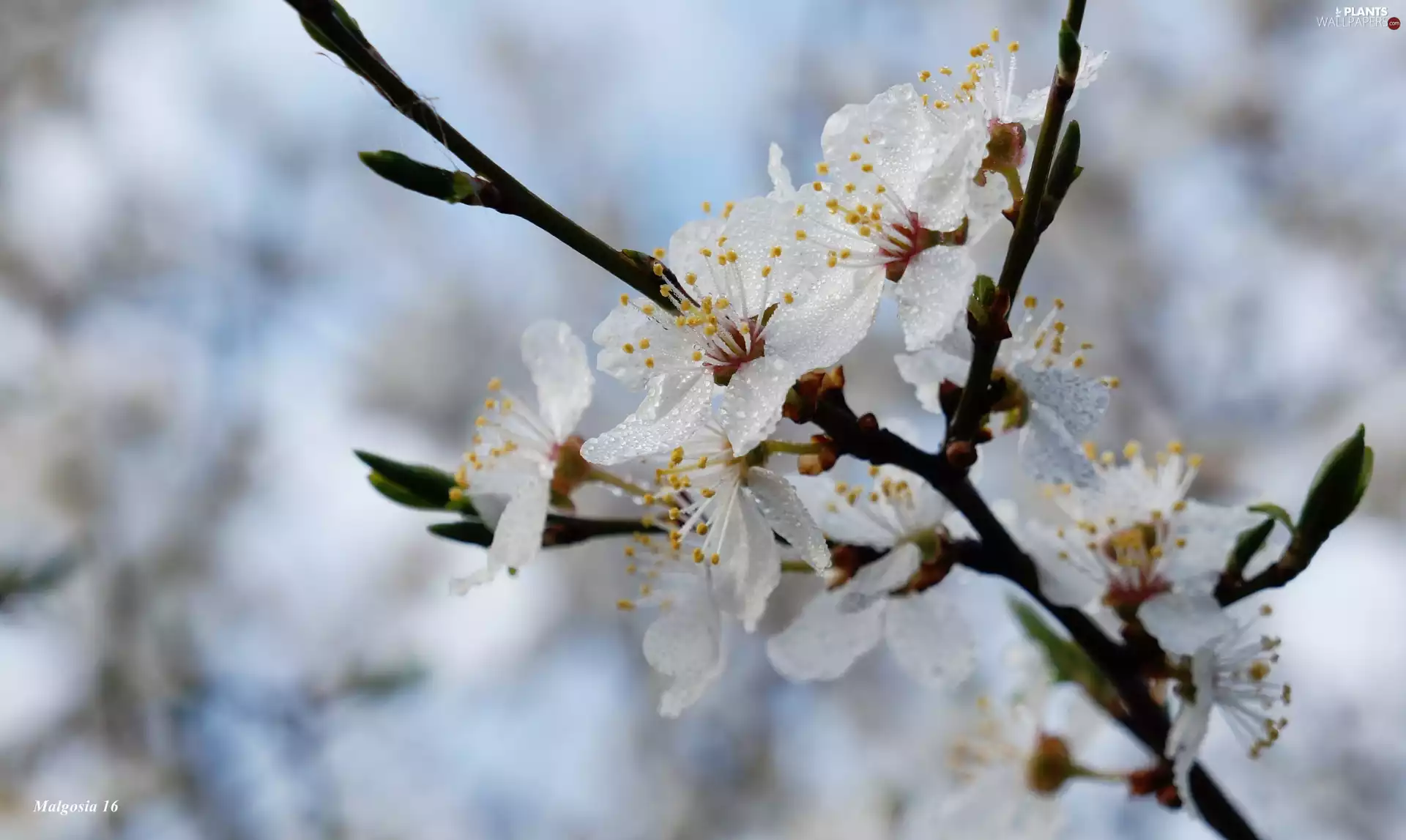 White, twig, fruit, Flowers