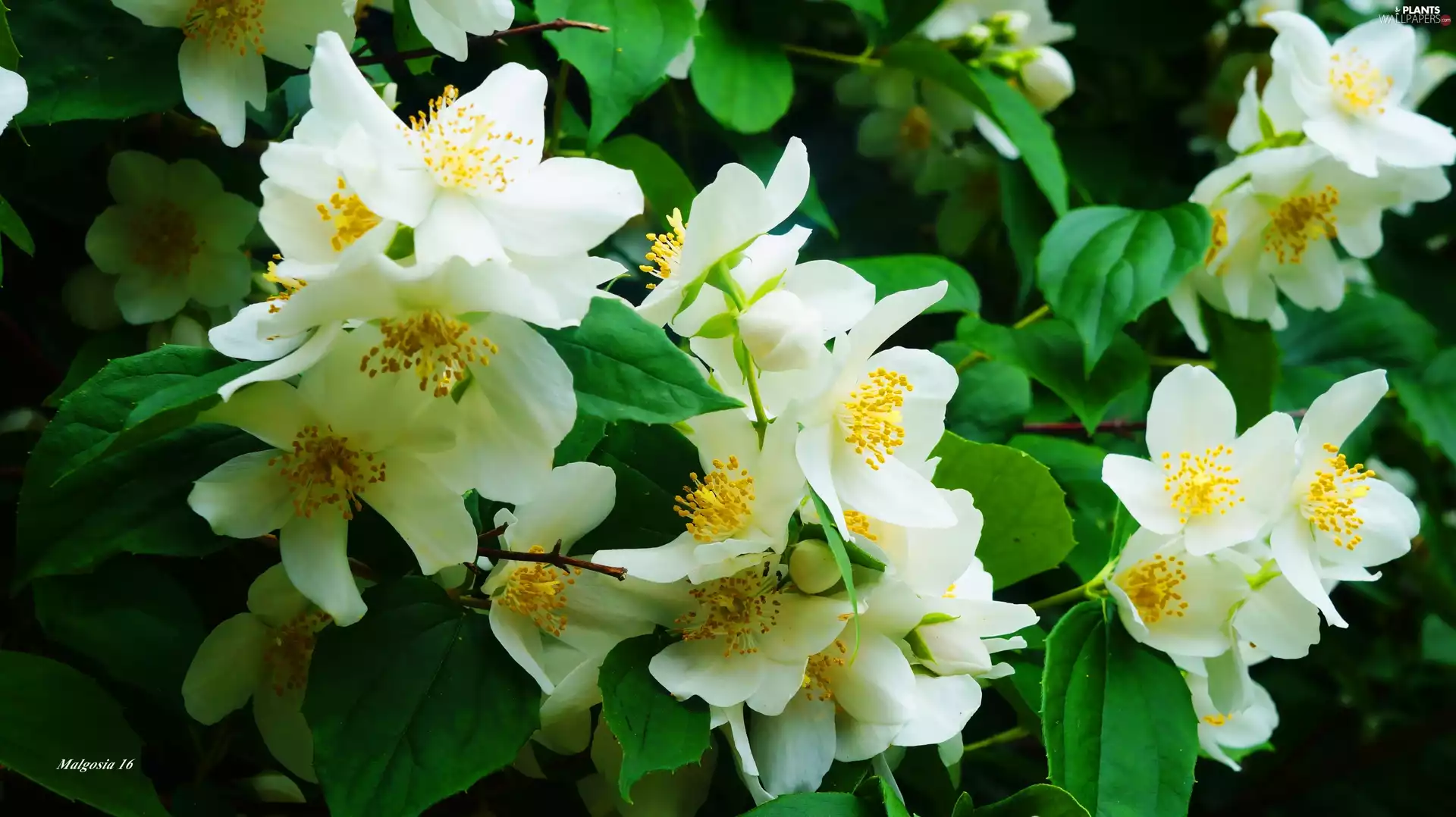 White, Bush, jasmine, Flowers