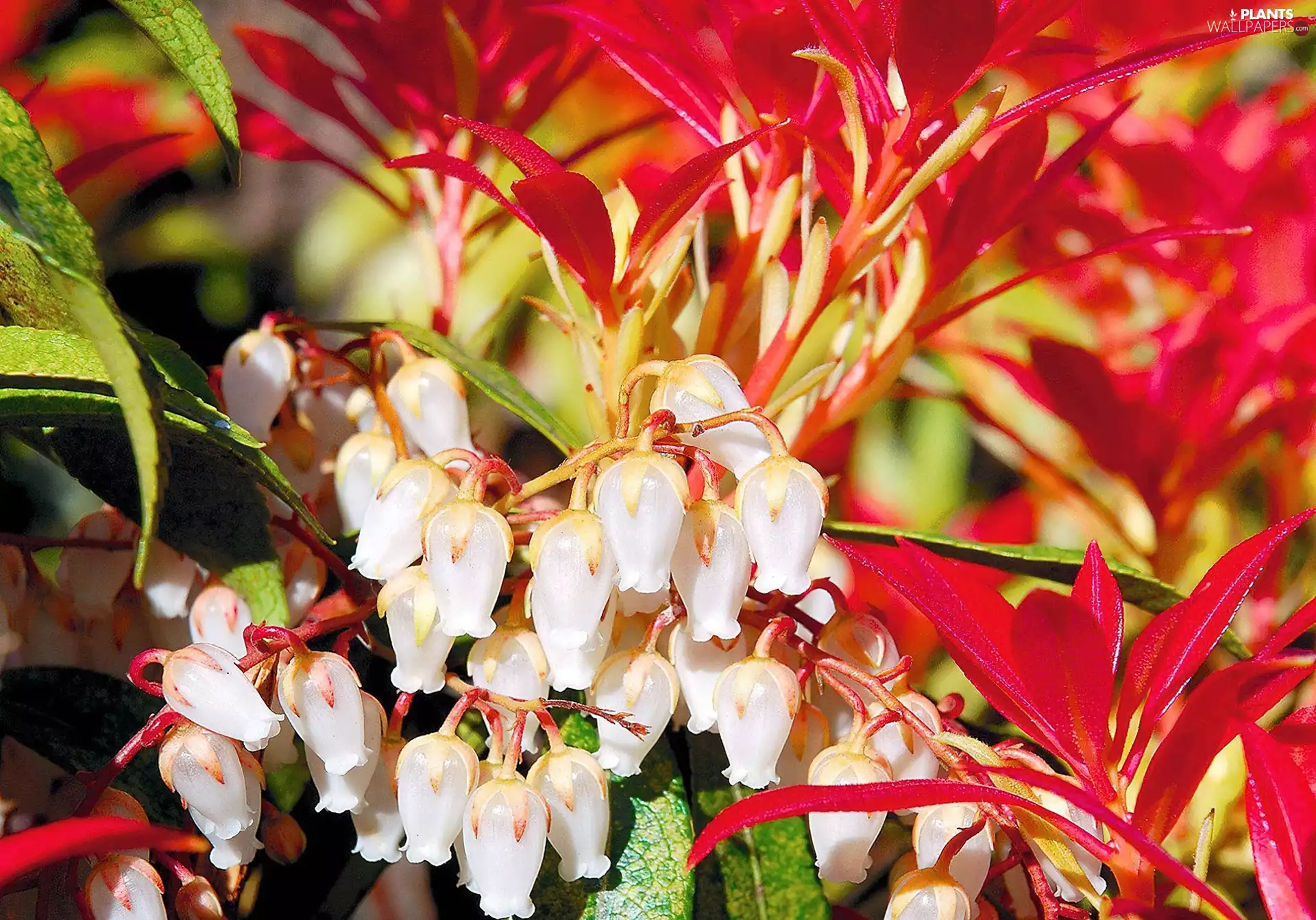 White, Red, Leaf, Flowers