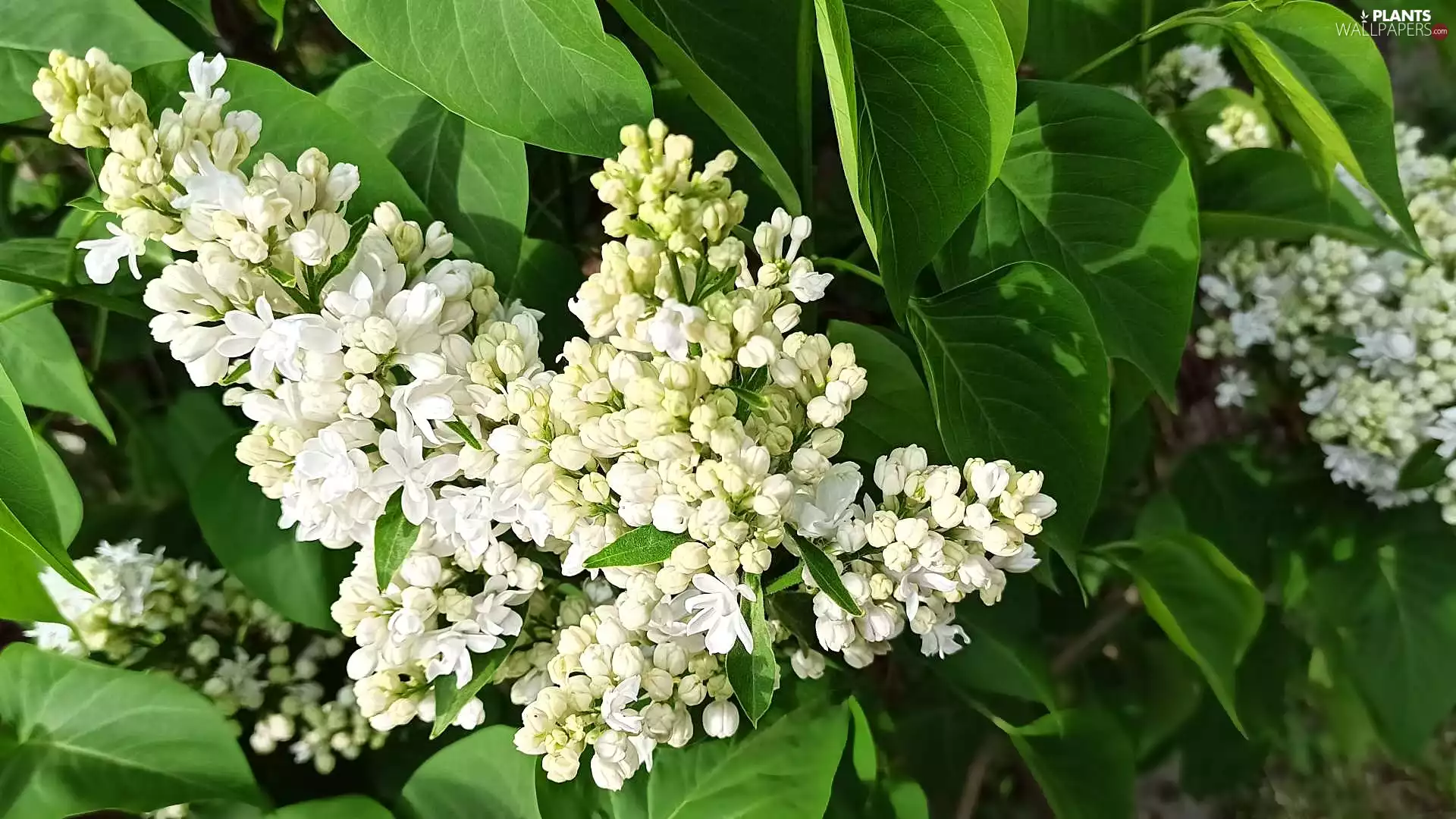White, without, leaves, Flowers
