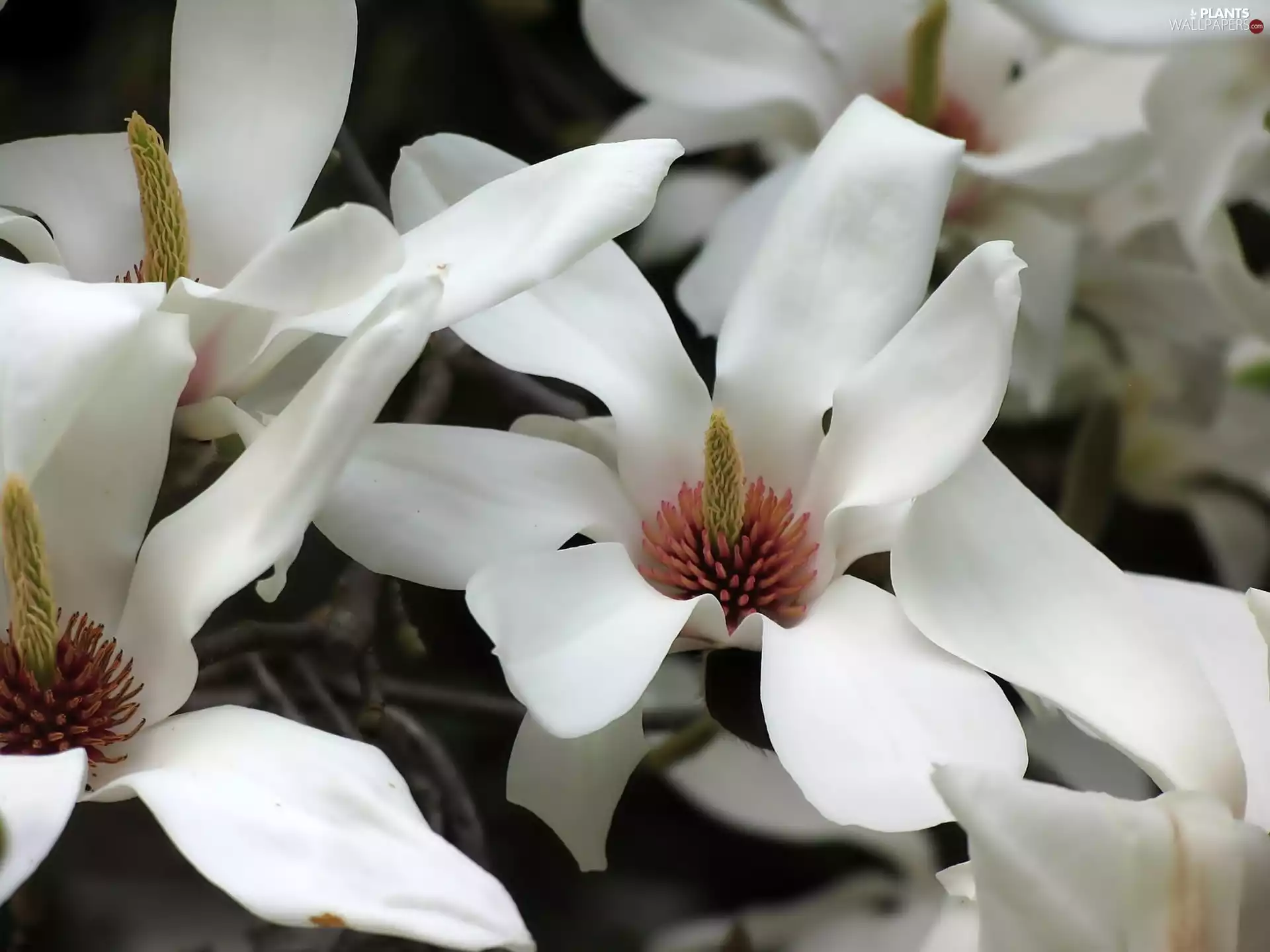 Flowers, Magnolia, White