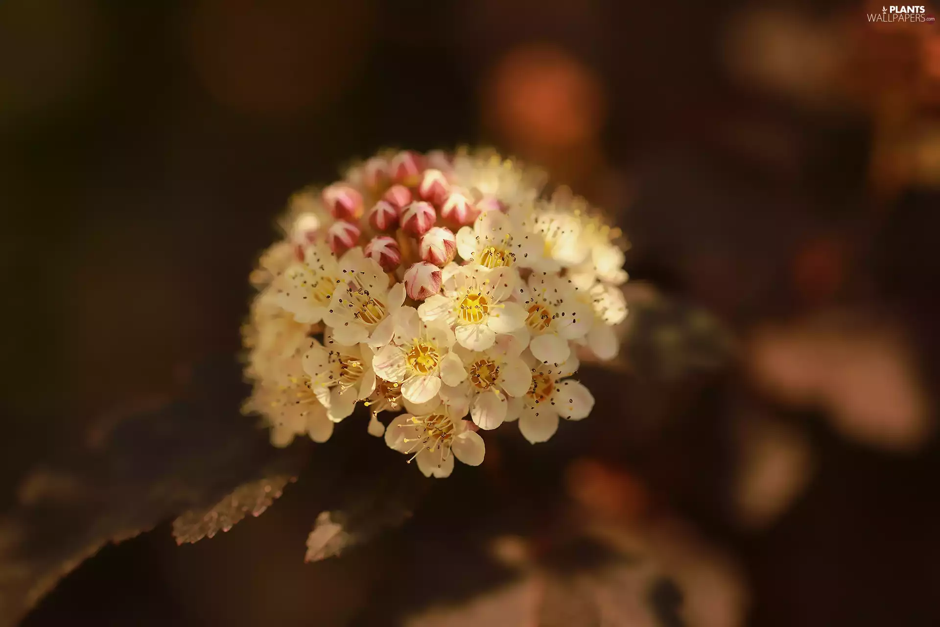 Flowers, Ninebark, White