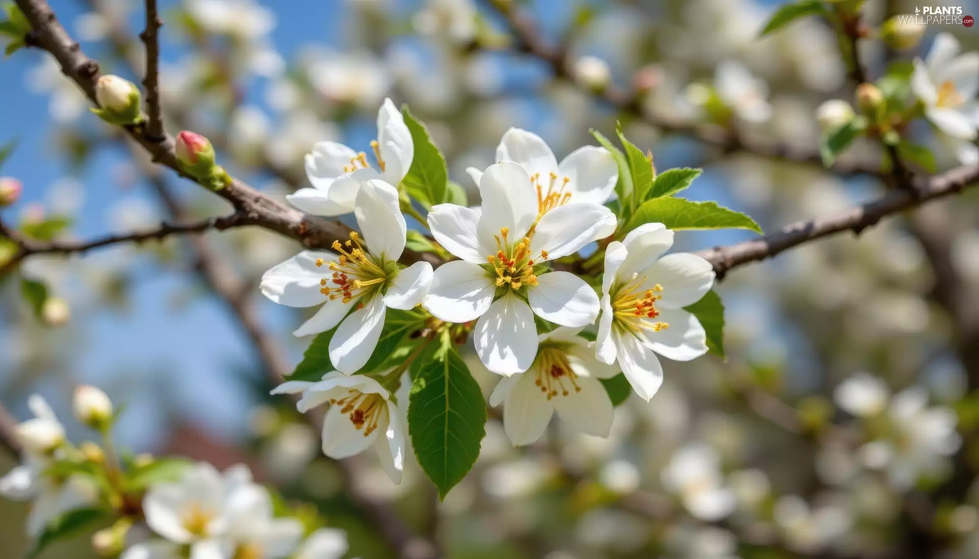 green ones, White, Fruit Tree, twig, leaves, Flowers