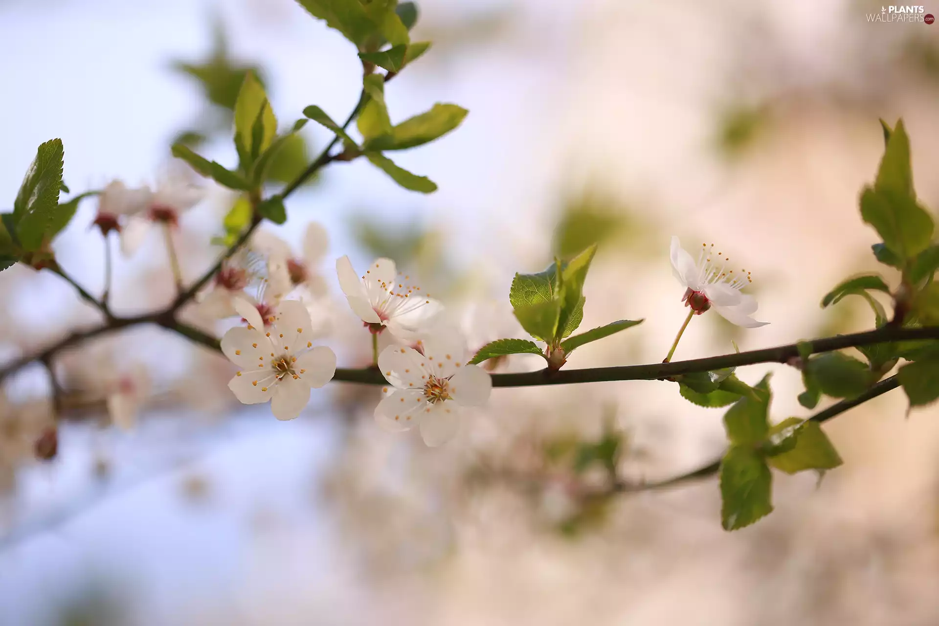 Fruit Tree, rapprochement, Flowers, twig, White