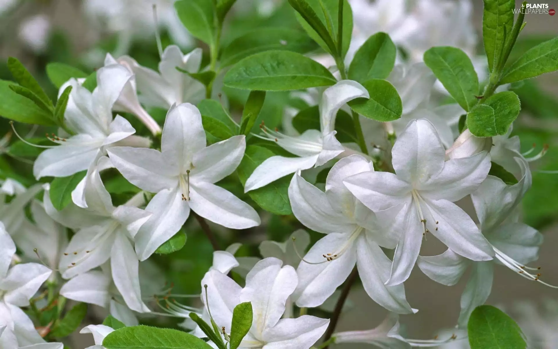 White, Azalii, rhododendron, Flowers
