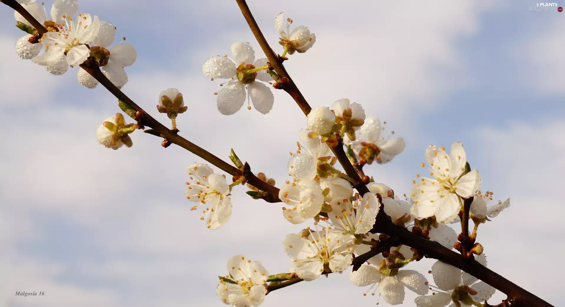 White, twig, Sky, Flowers