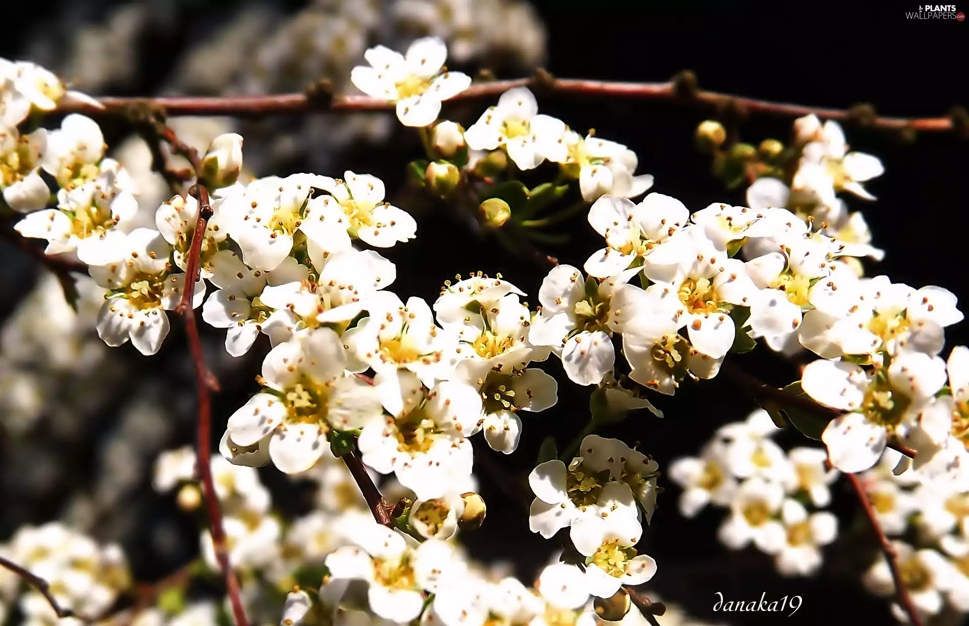 Flowers, Spiraea, White