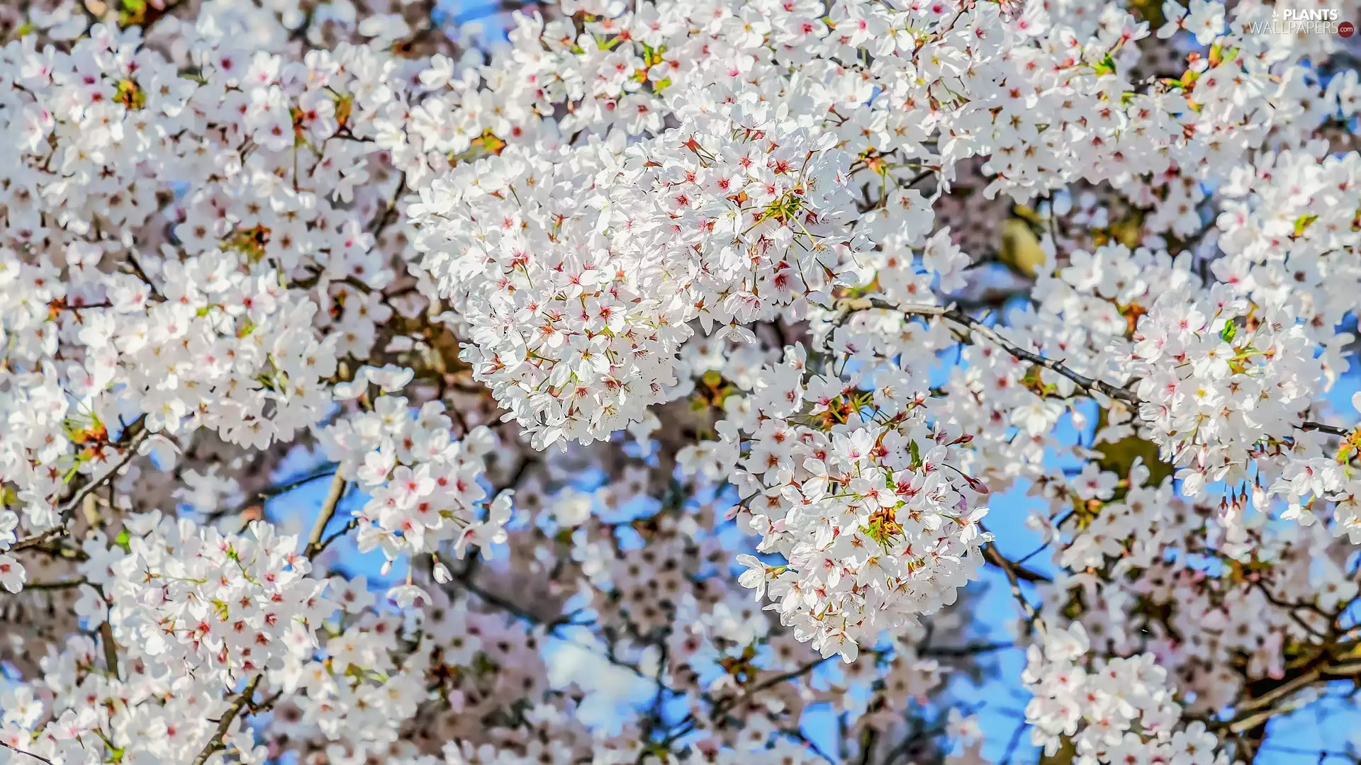 Flourished, Fruit Tree, Flowers, Twigs, White