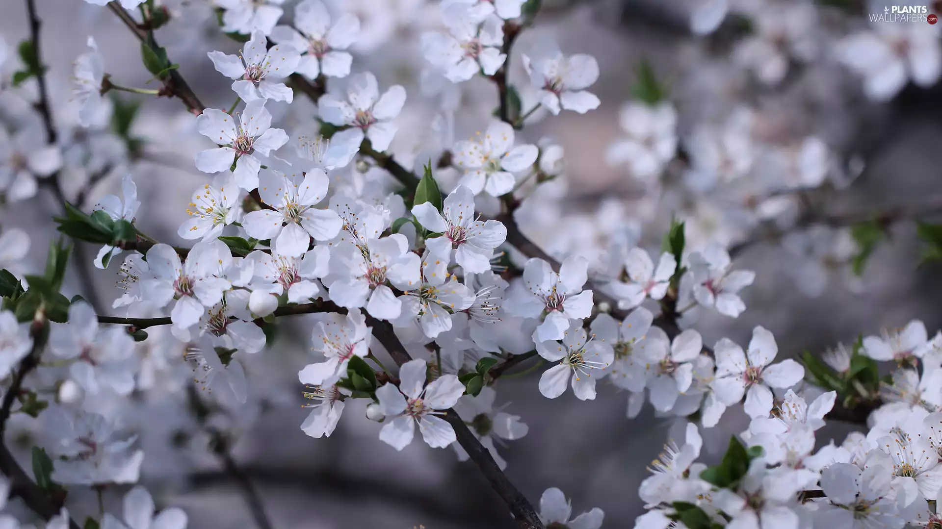 Plums, Flowers, White, Fruit Tree