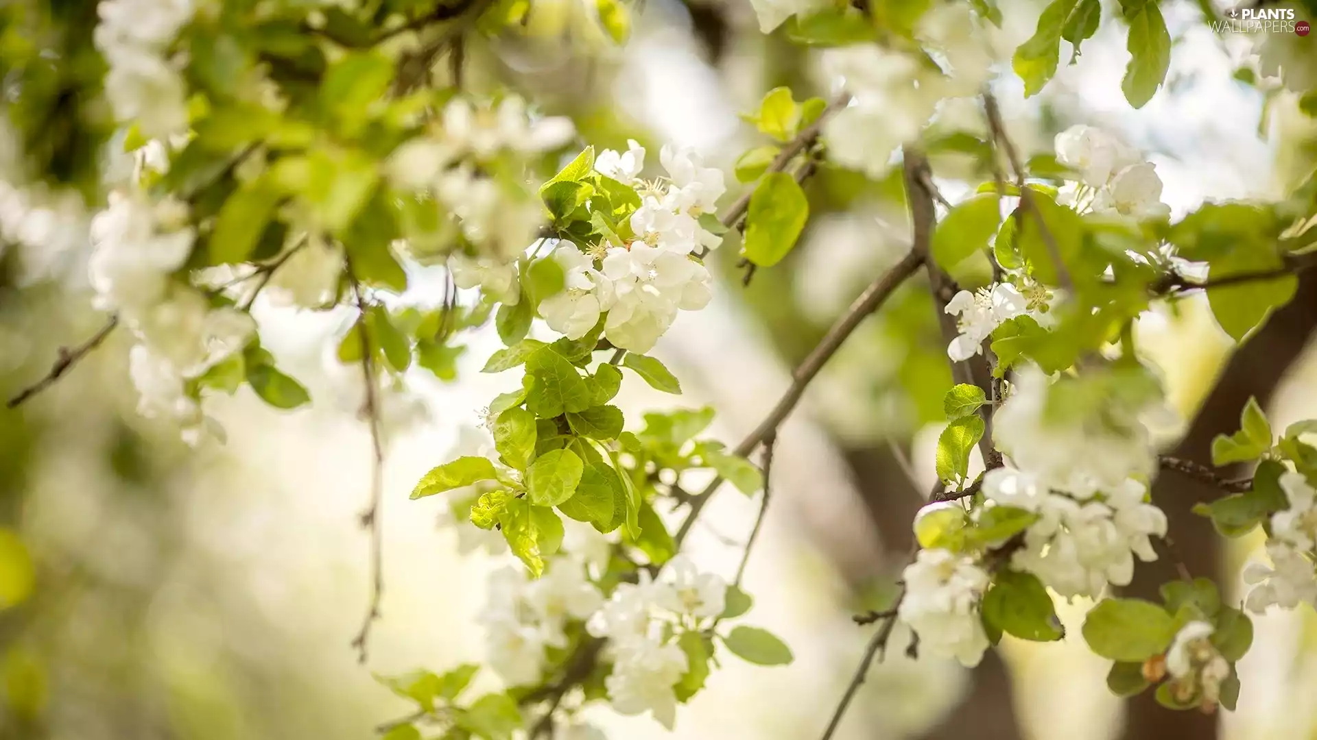 White, Fruit Tree, Flowers