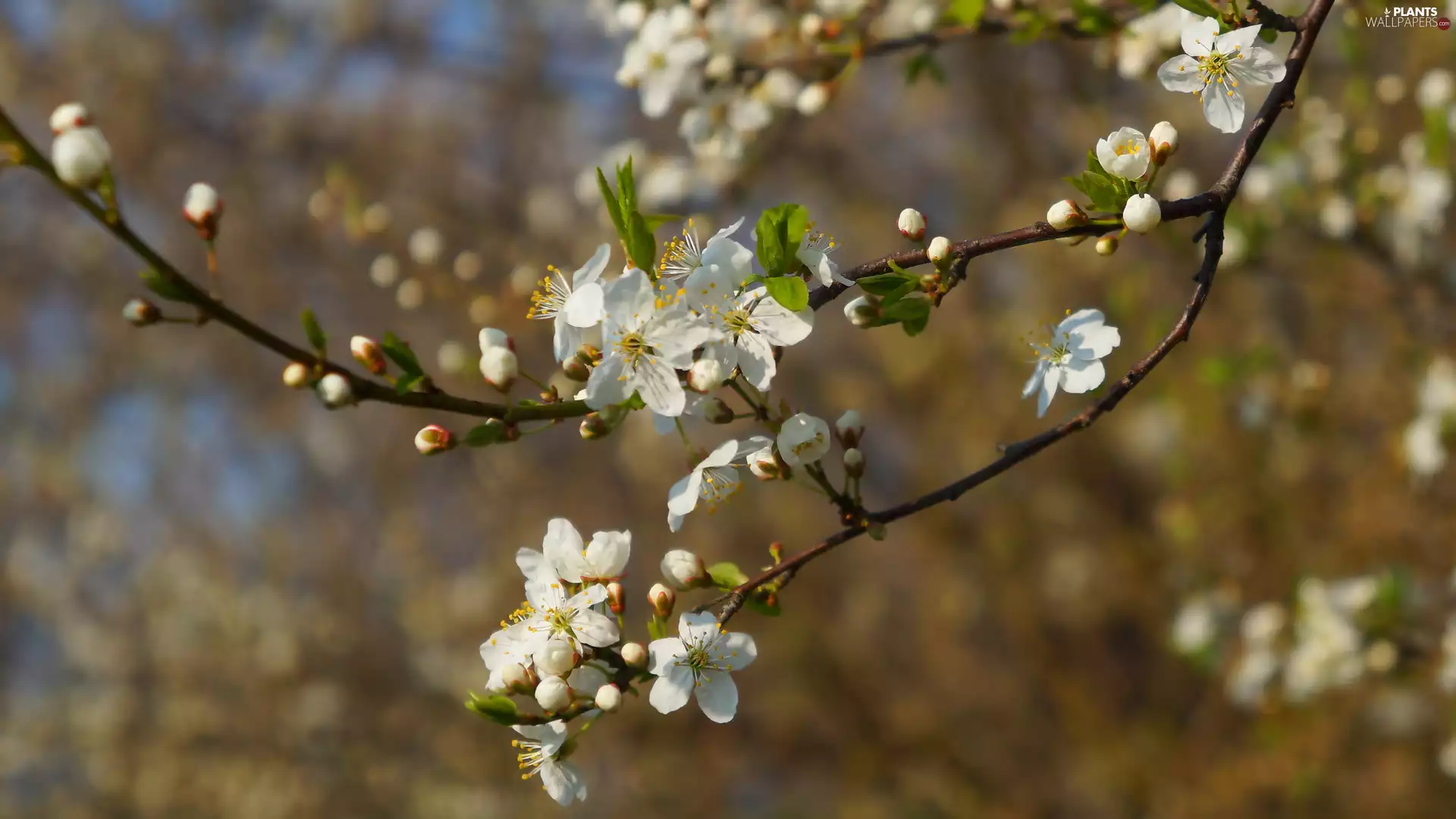 twig, Fruit Tree, Flowers, Buds, White