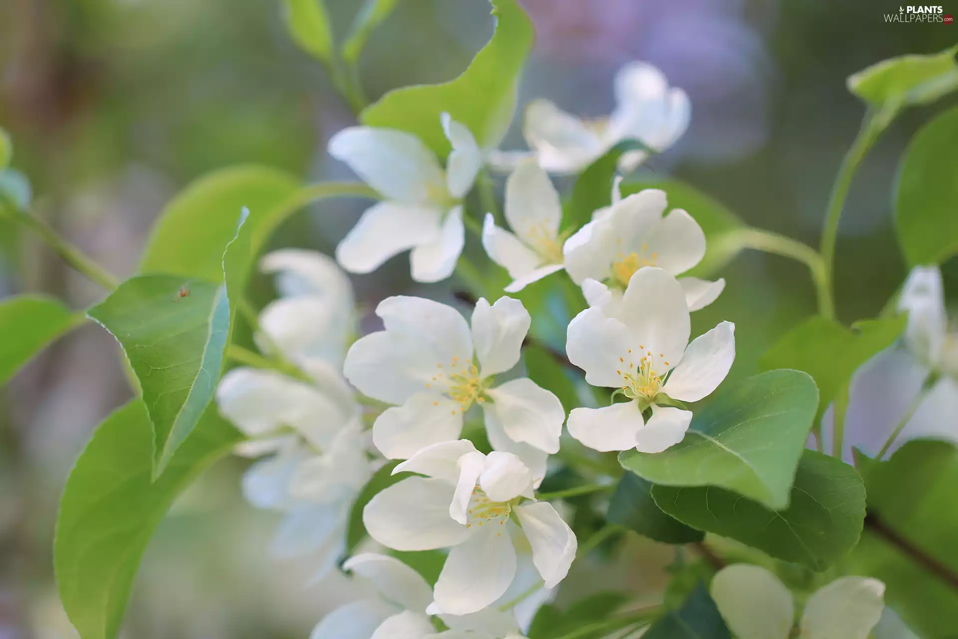 twig, Fruit Tree, Flowers, leaves, White