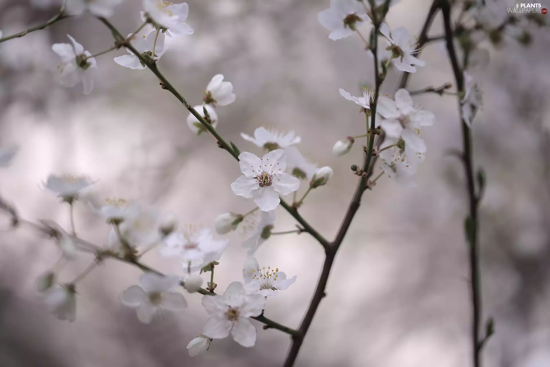Twigs, Fruit Tree, Flowers, rapprochement, White