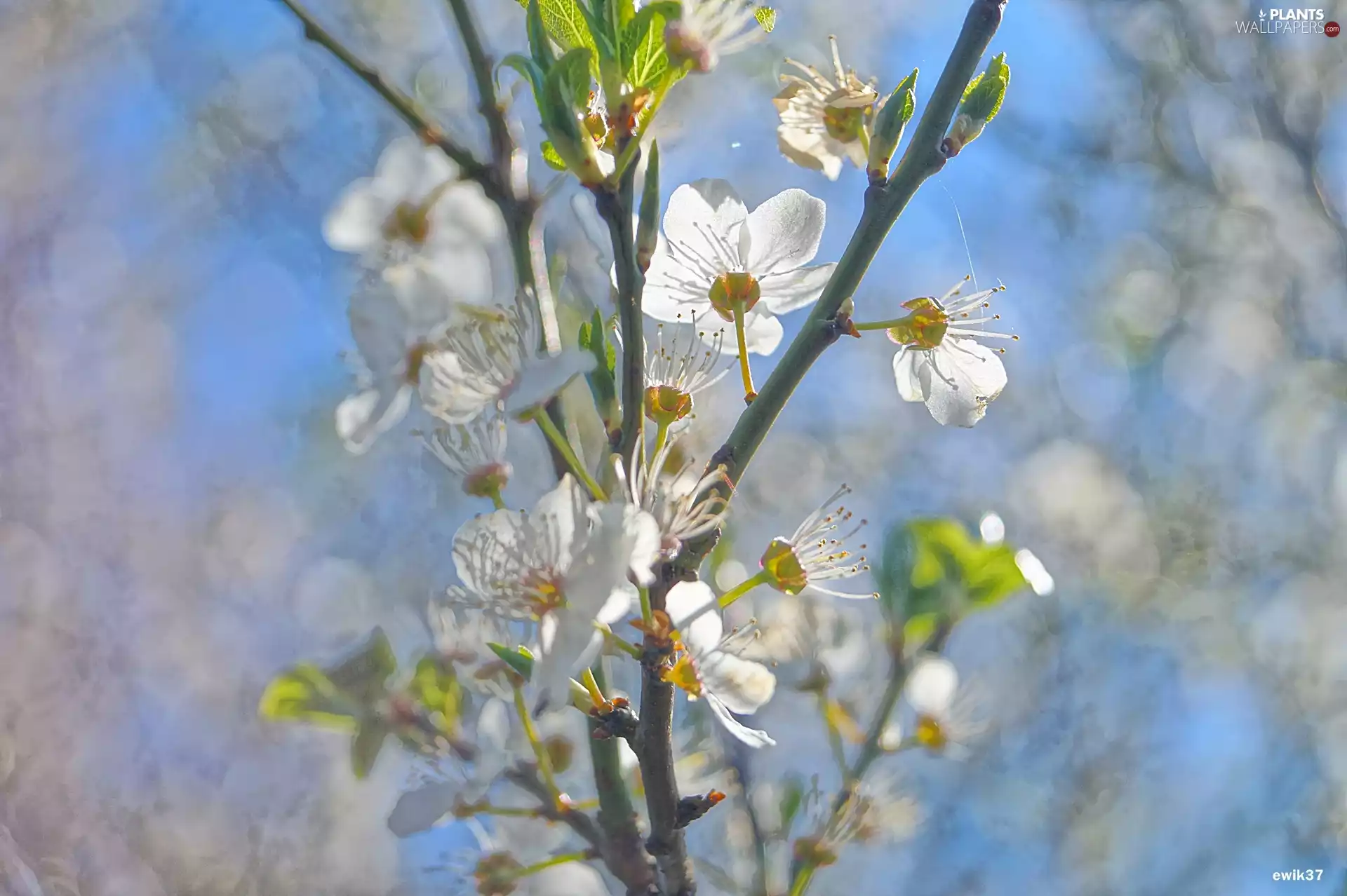 Flowers, trees, White