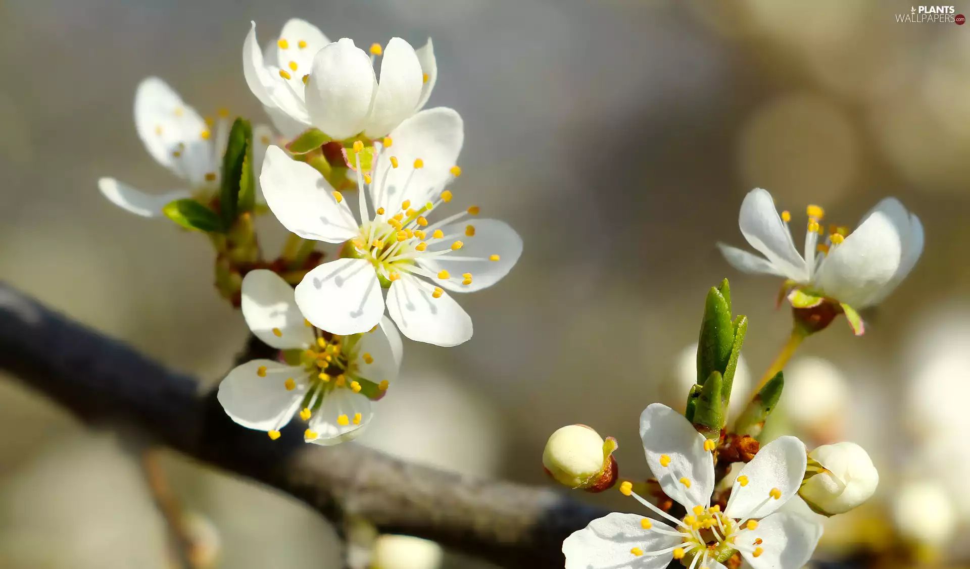 Fruit Tree, twig, Flowers, Buds, White