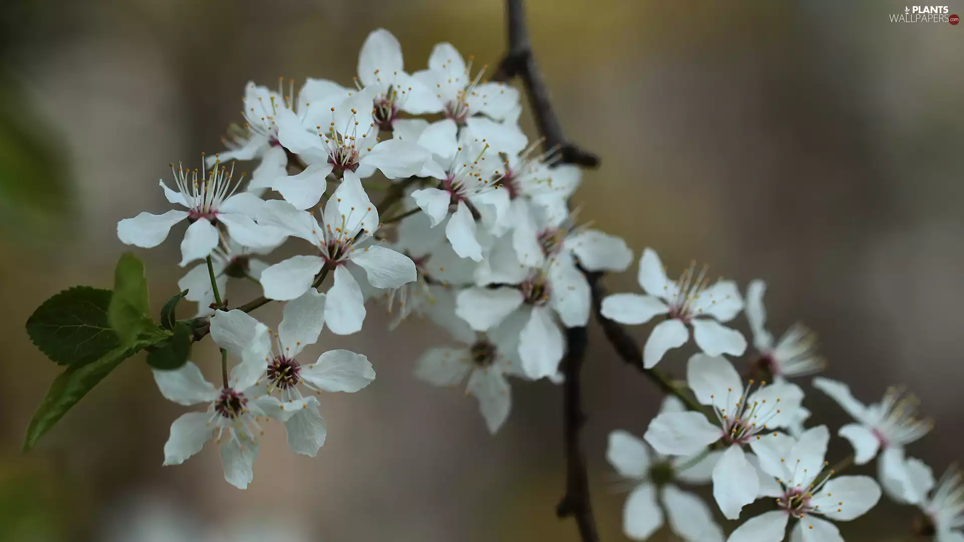White, Plums, twig, Flowers