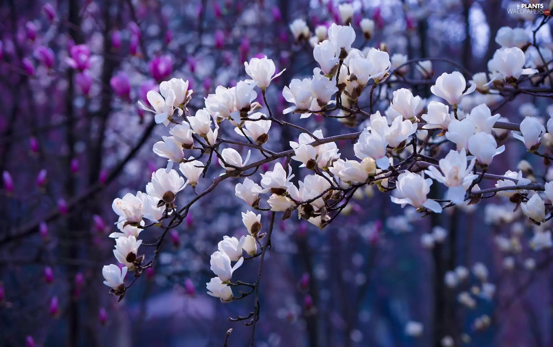 White, Magnolia, Twigs, Flowers