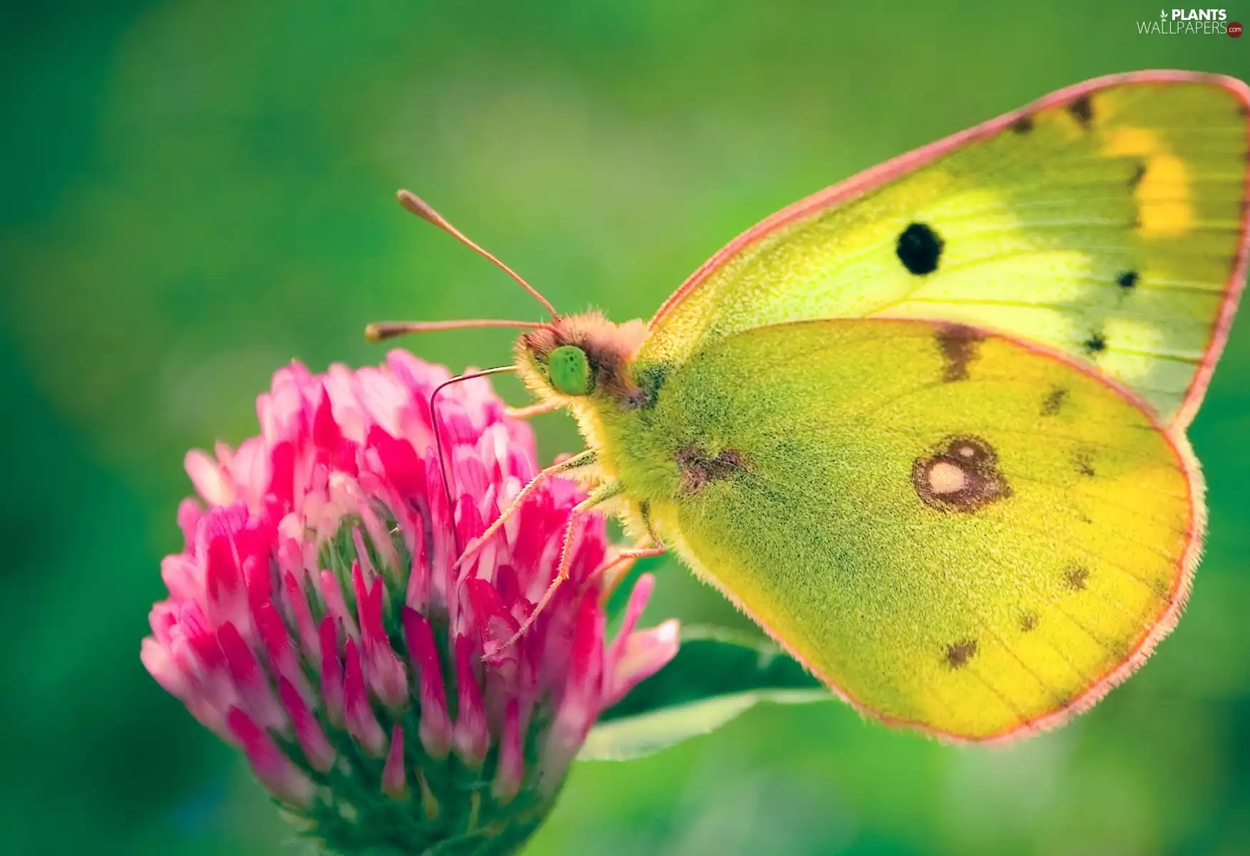wings, butterfly, Colourfull Flowers