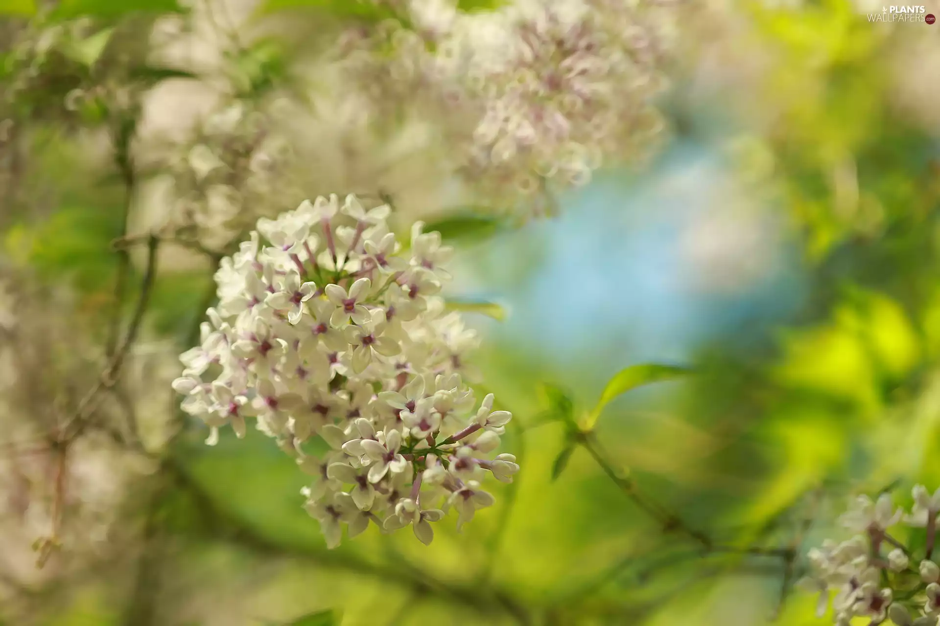 Flowers, Pink, without