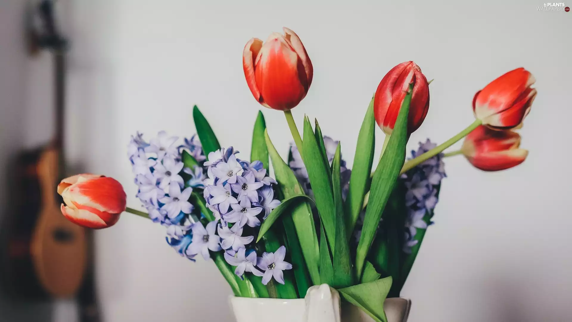 Flowers, Tulips, without