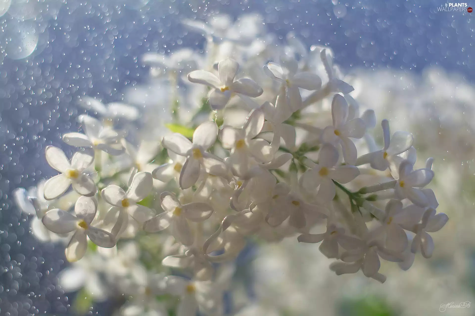 Colourfull Flowers, without, Bokeh, White