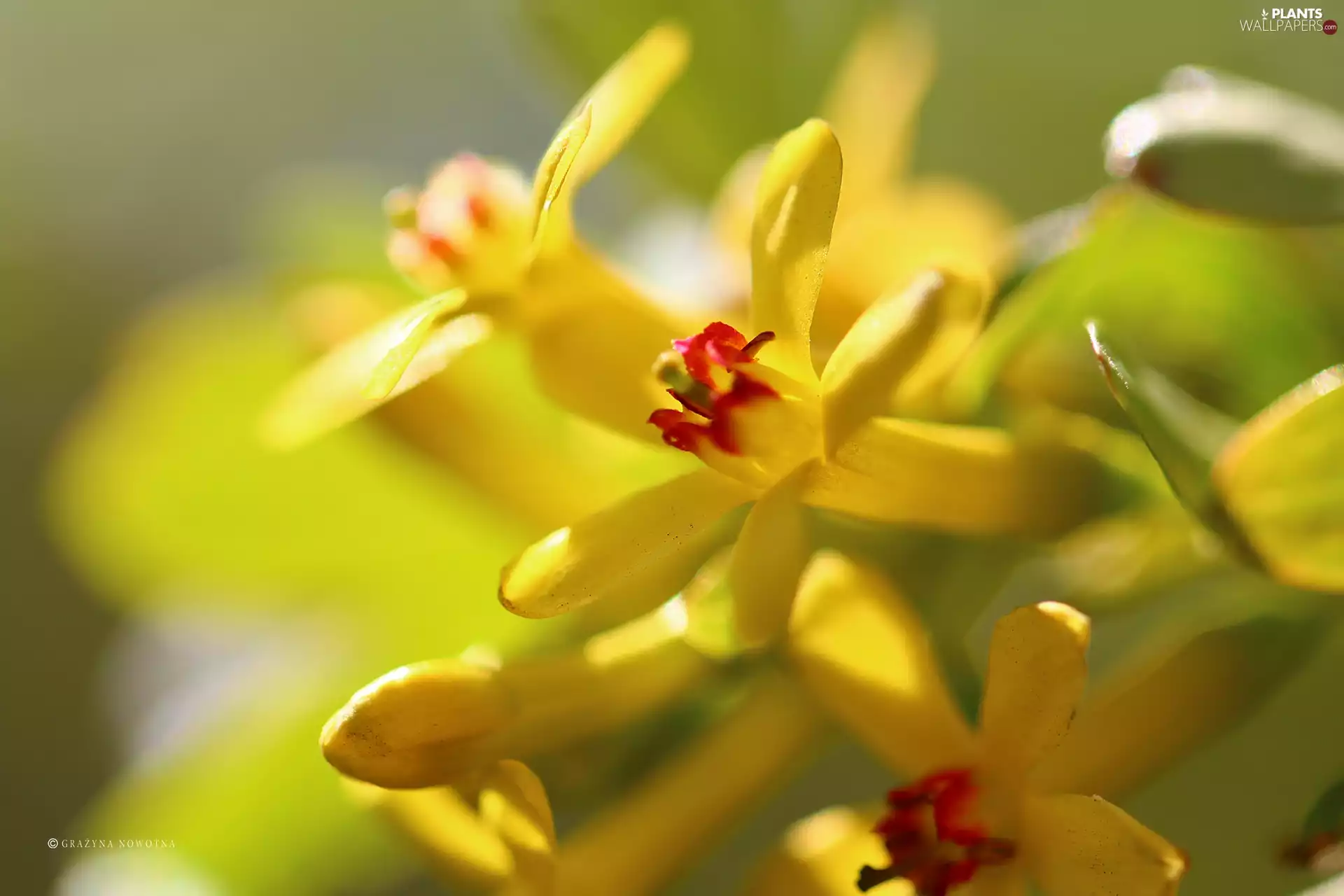 Flowers, Bush, Yellow