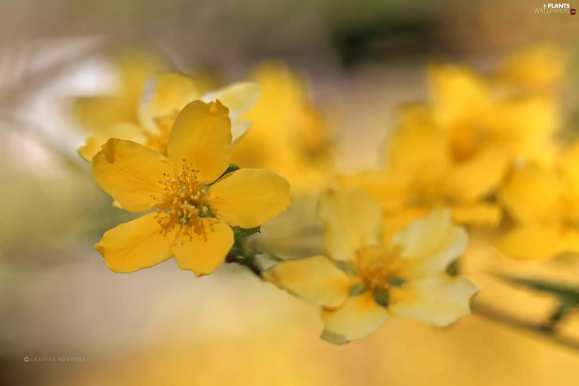 Flowers, Bush, Yellow