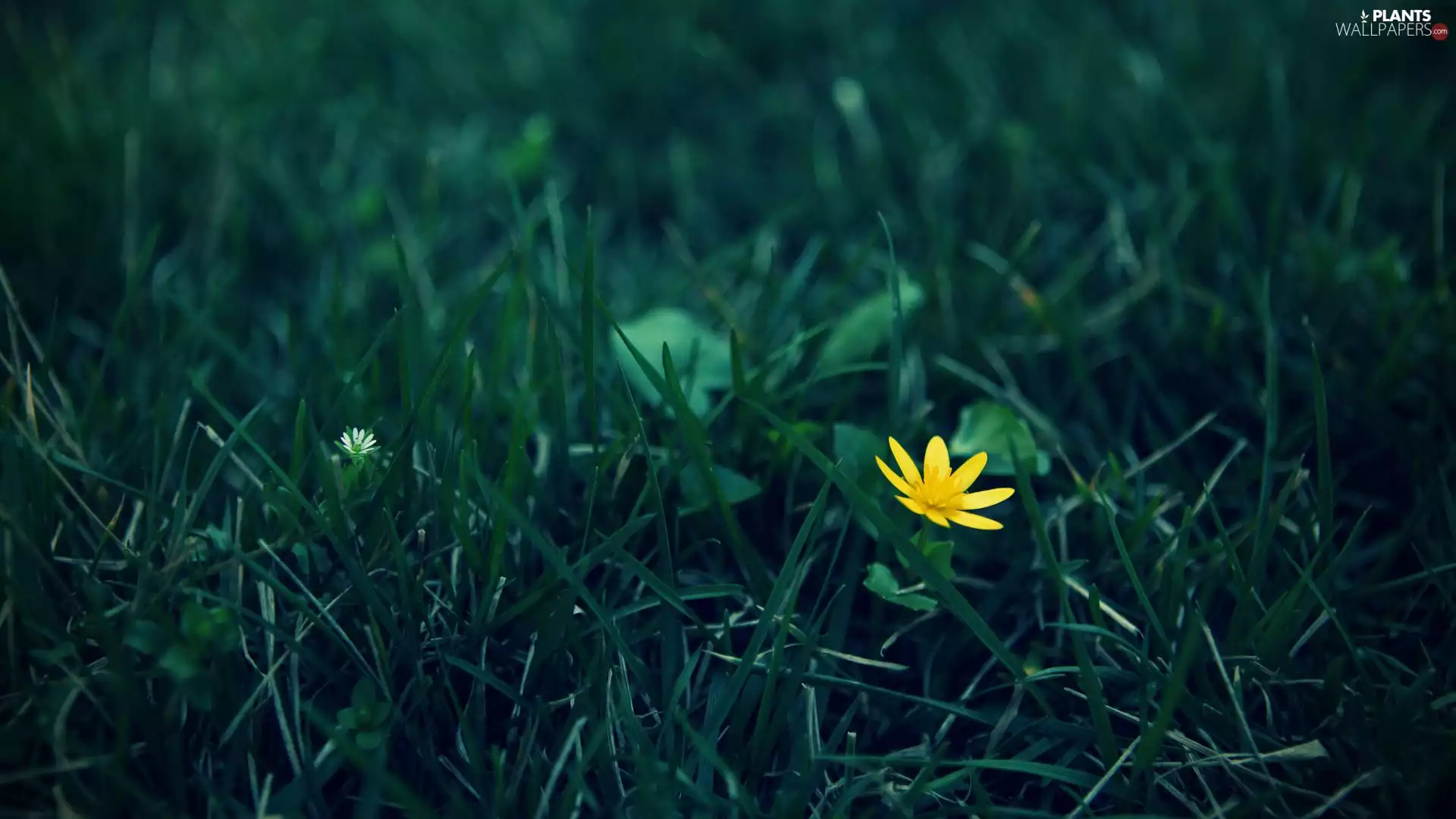 Yellow, grass, Colourfull Flowers