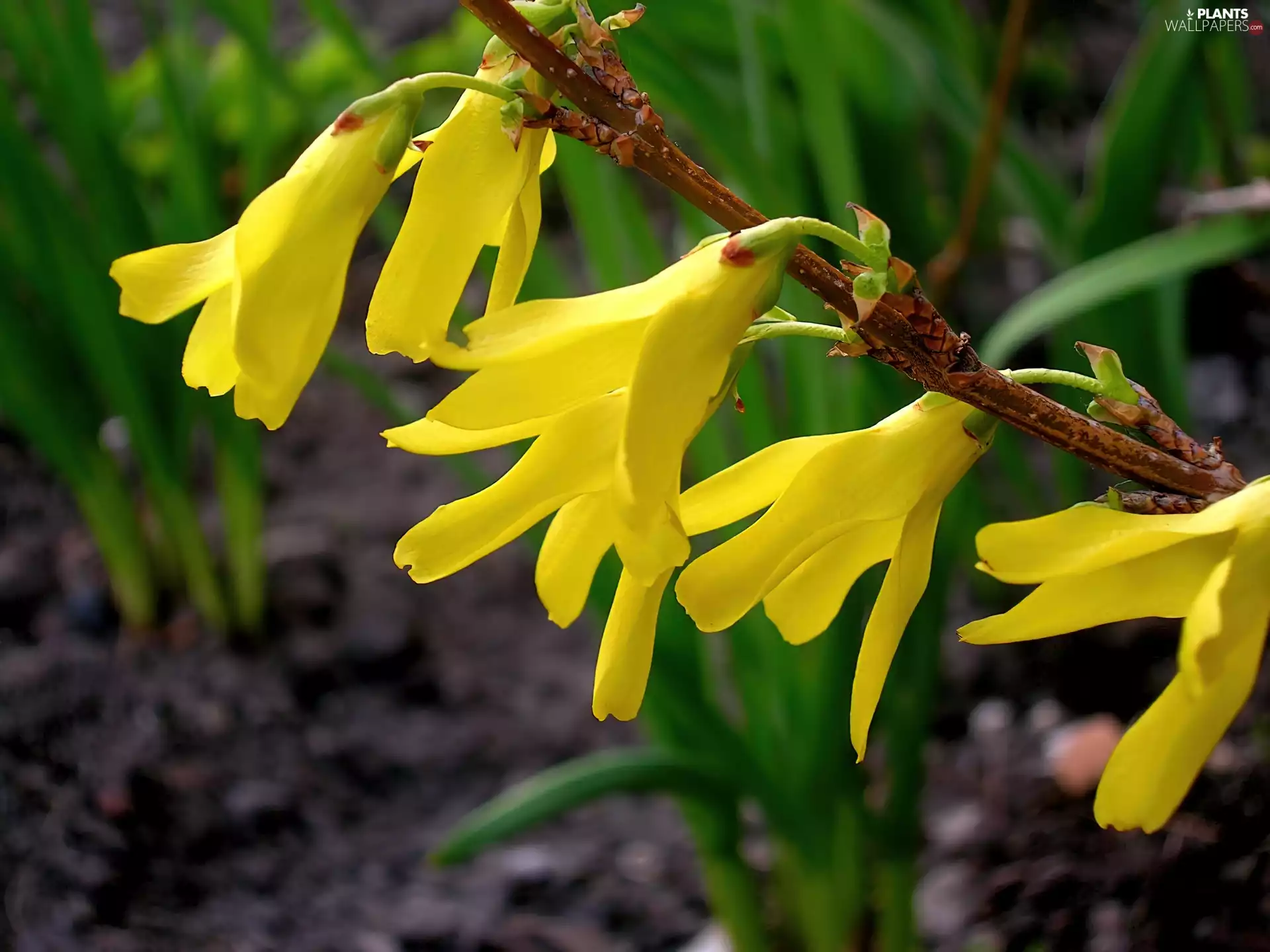 Flowers, Forcysja, Yellow