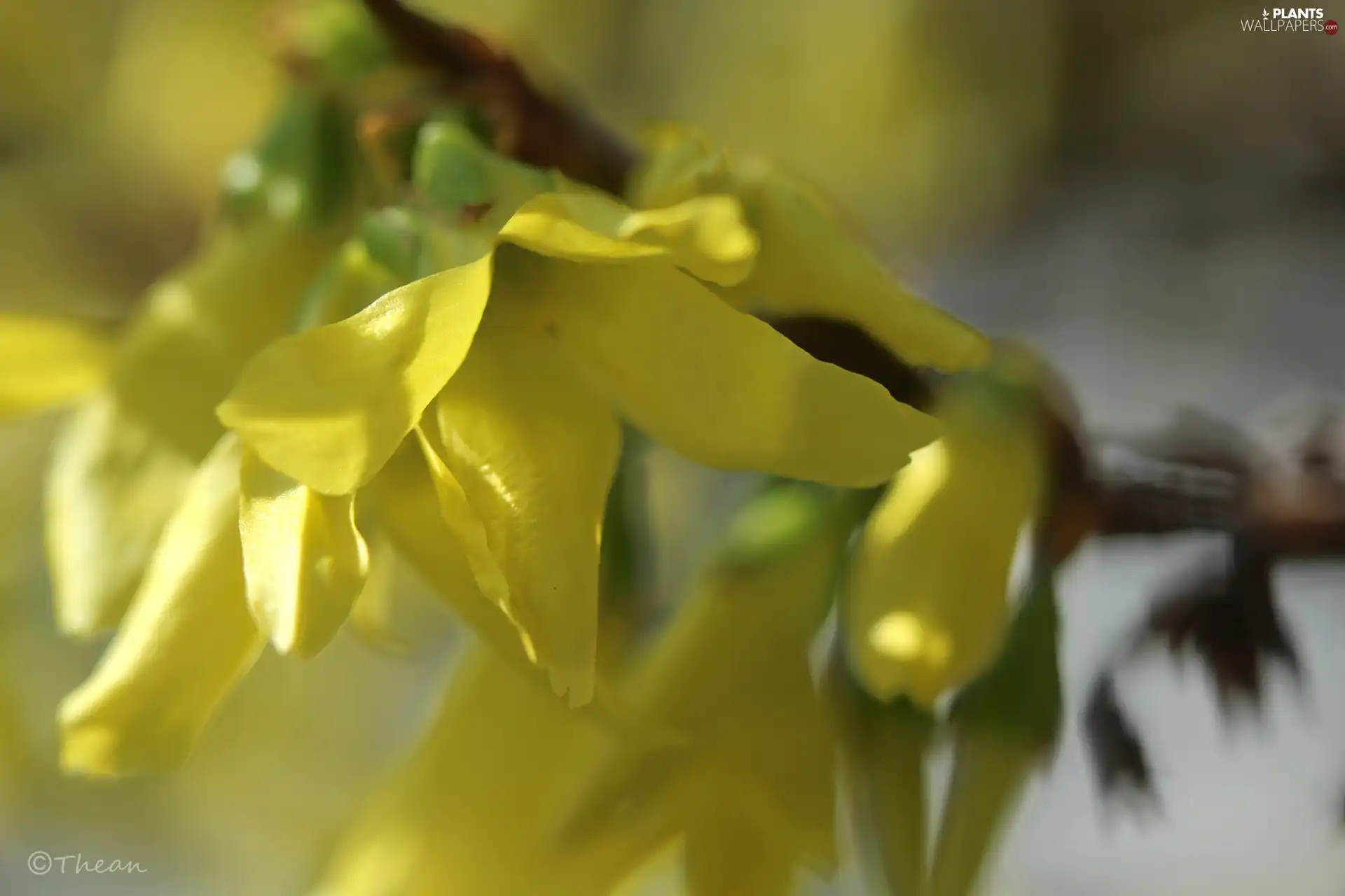 Flowers, forsythia, Yellow