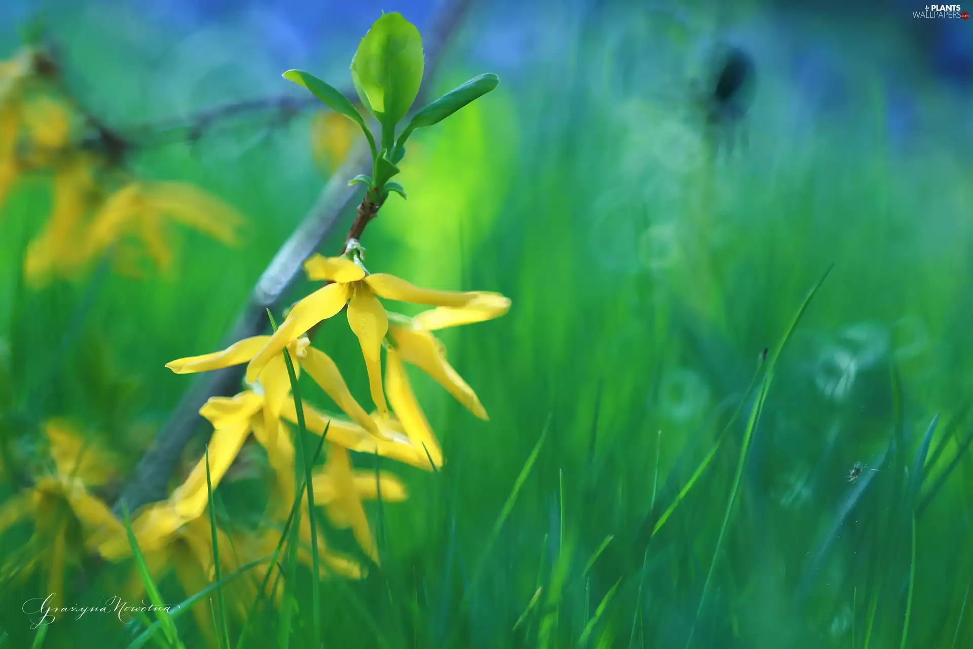 Flowers, forsythia, Yellow