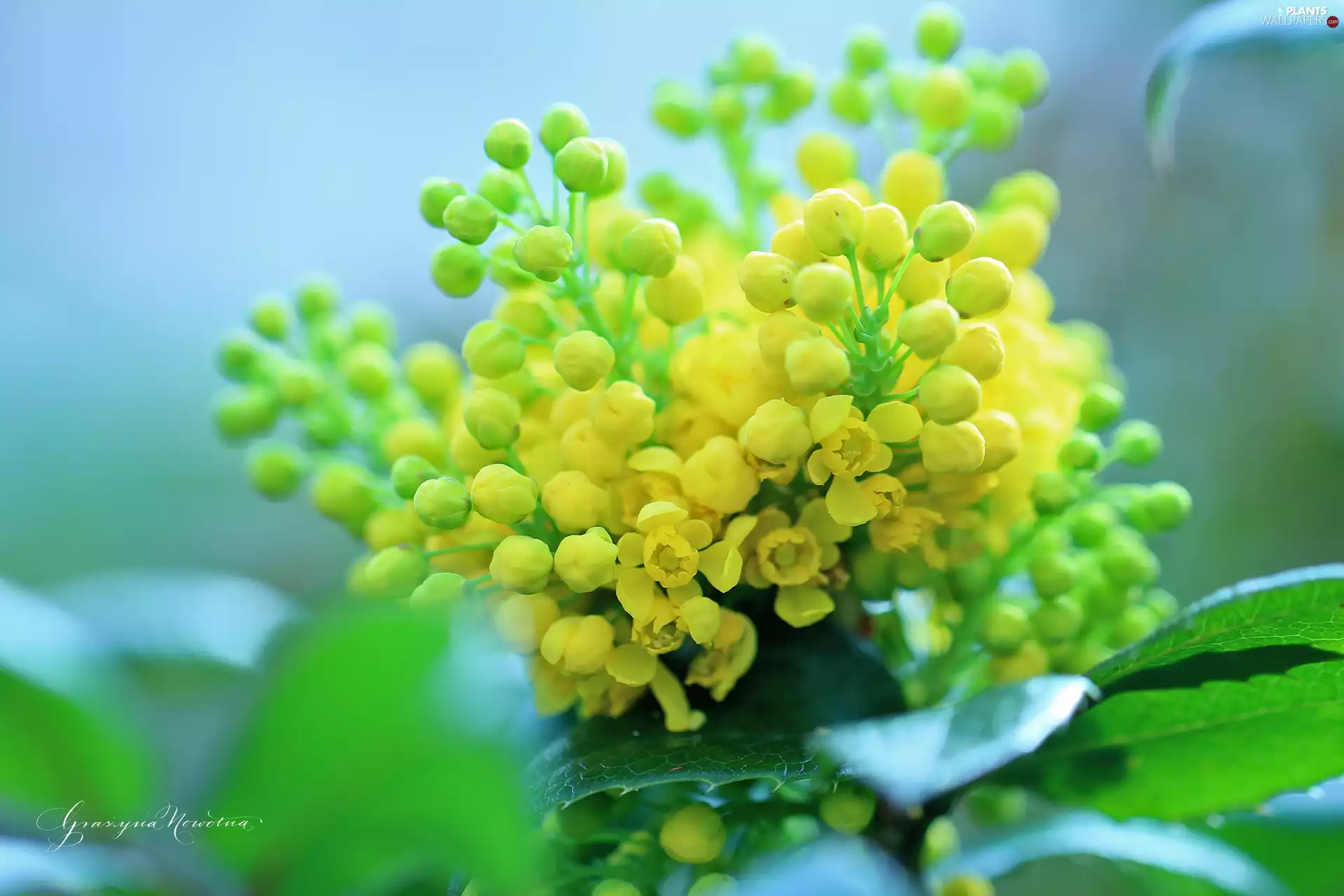 Flowers, holly, Yellow