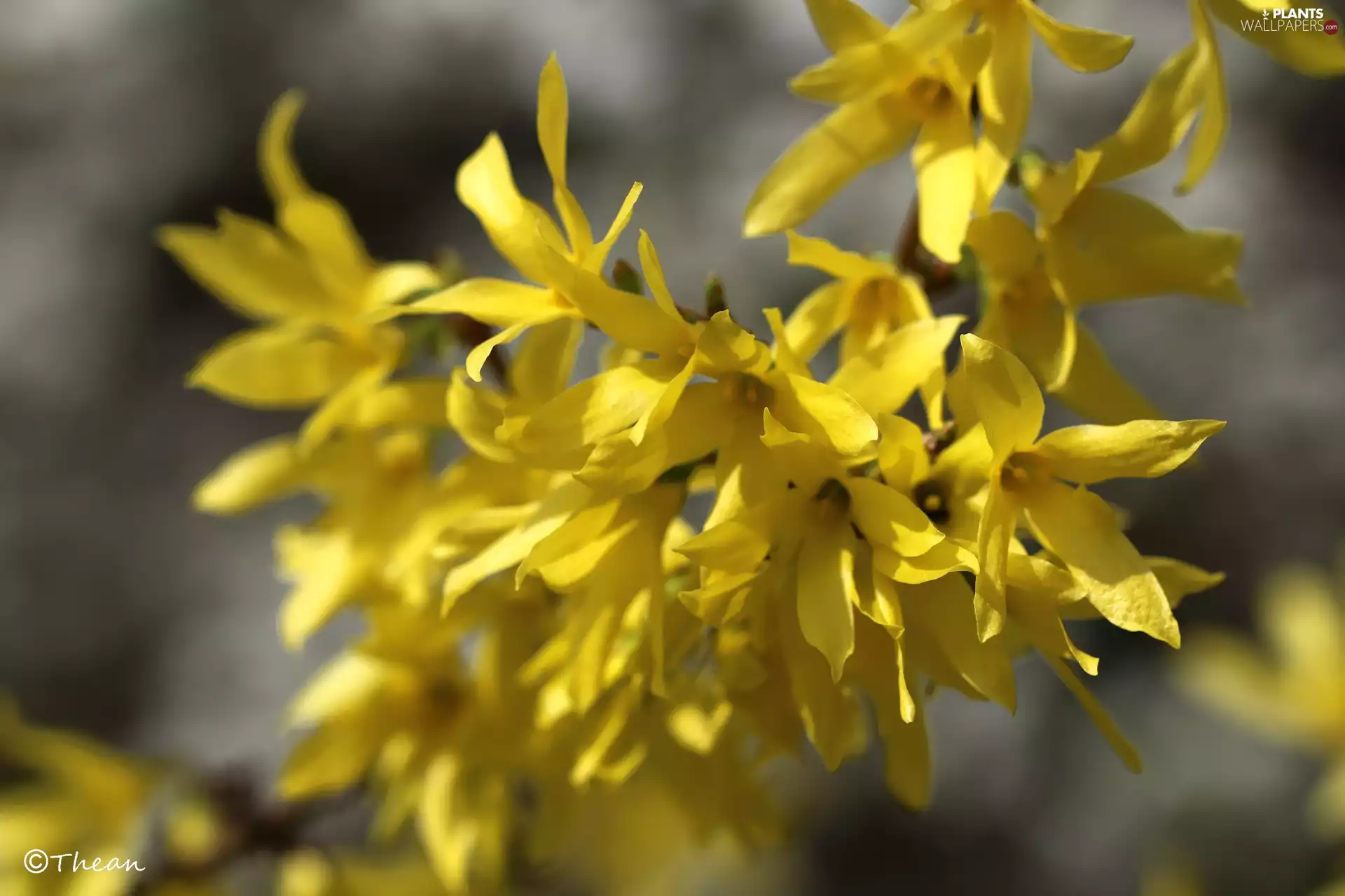 Yellow, forsythia, Spring, Flowers
