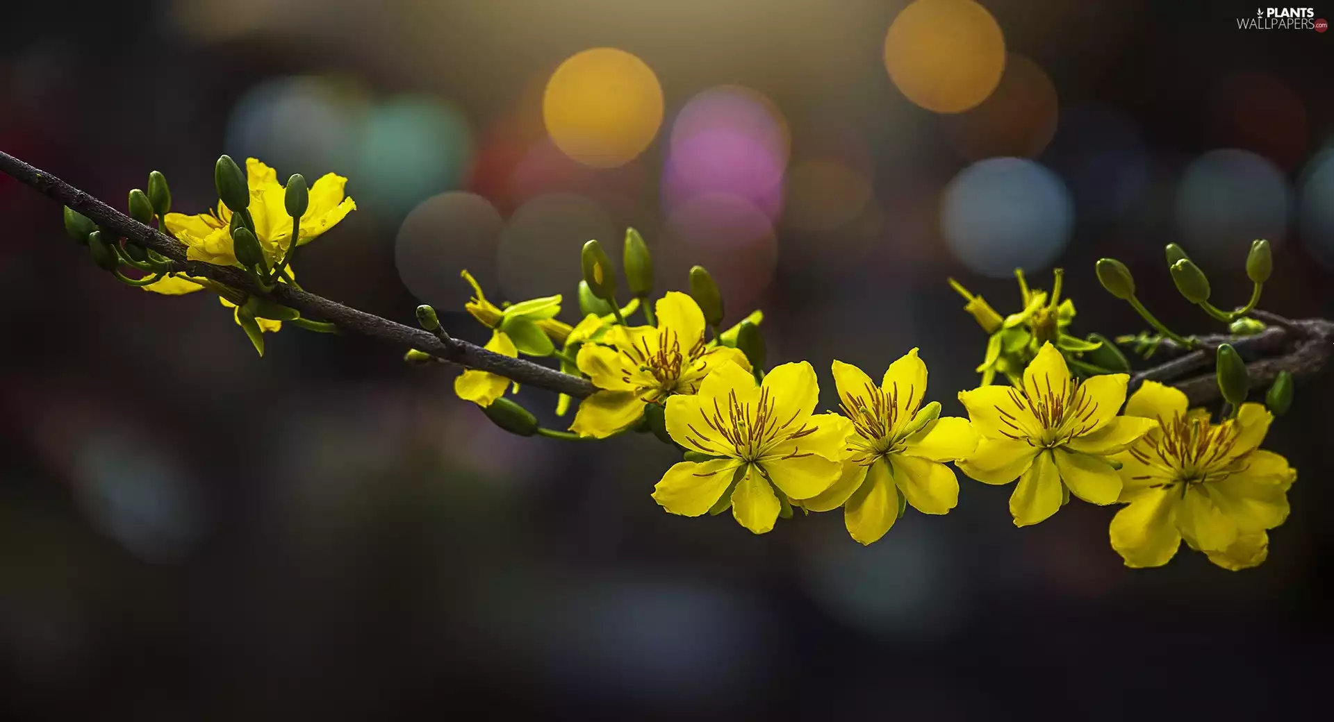 Flowers, twig, Yellow