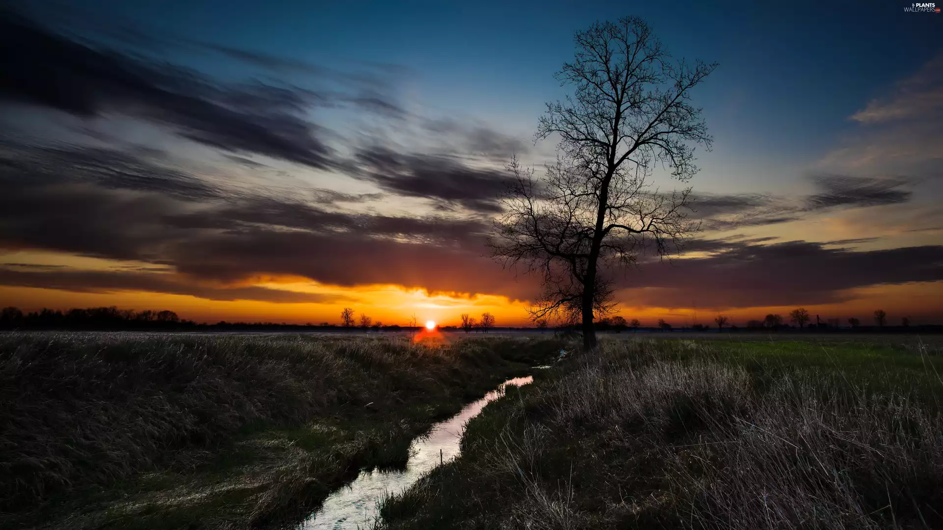 flux, grass, Great Sunsets, trees, Dusk, brook, Field, clouds