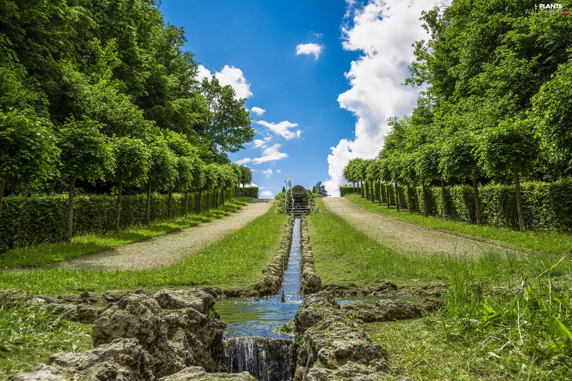 viewes, flux, hedge, trees, Park