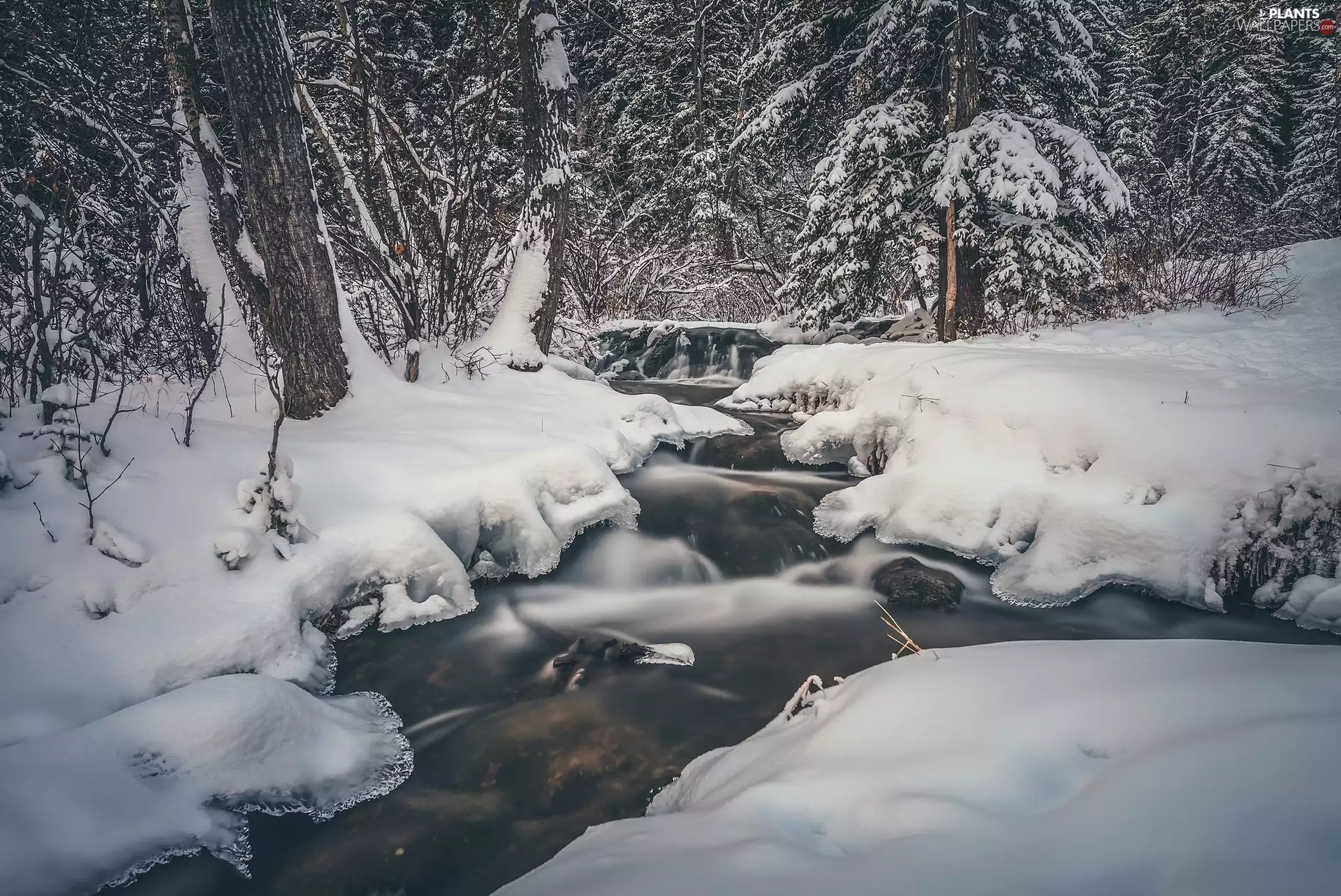 snow, Province of Alberta, forest, viewes, flux, Canada, Big Hill Springs Provincial Park, River, trees, winter