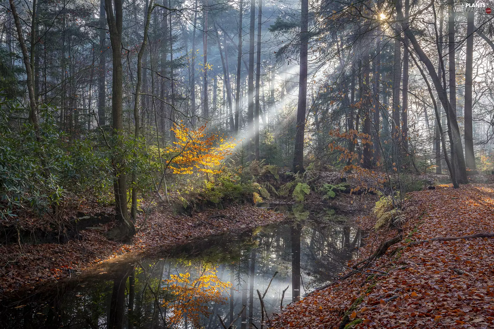 viewes, forest, light breaking through sky, flux, Leaf, trees, autumn, fallen