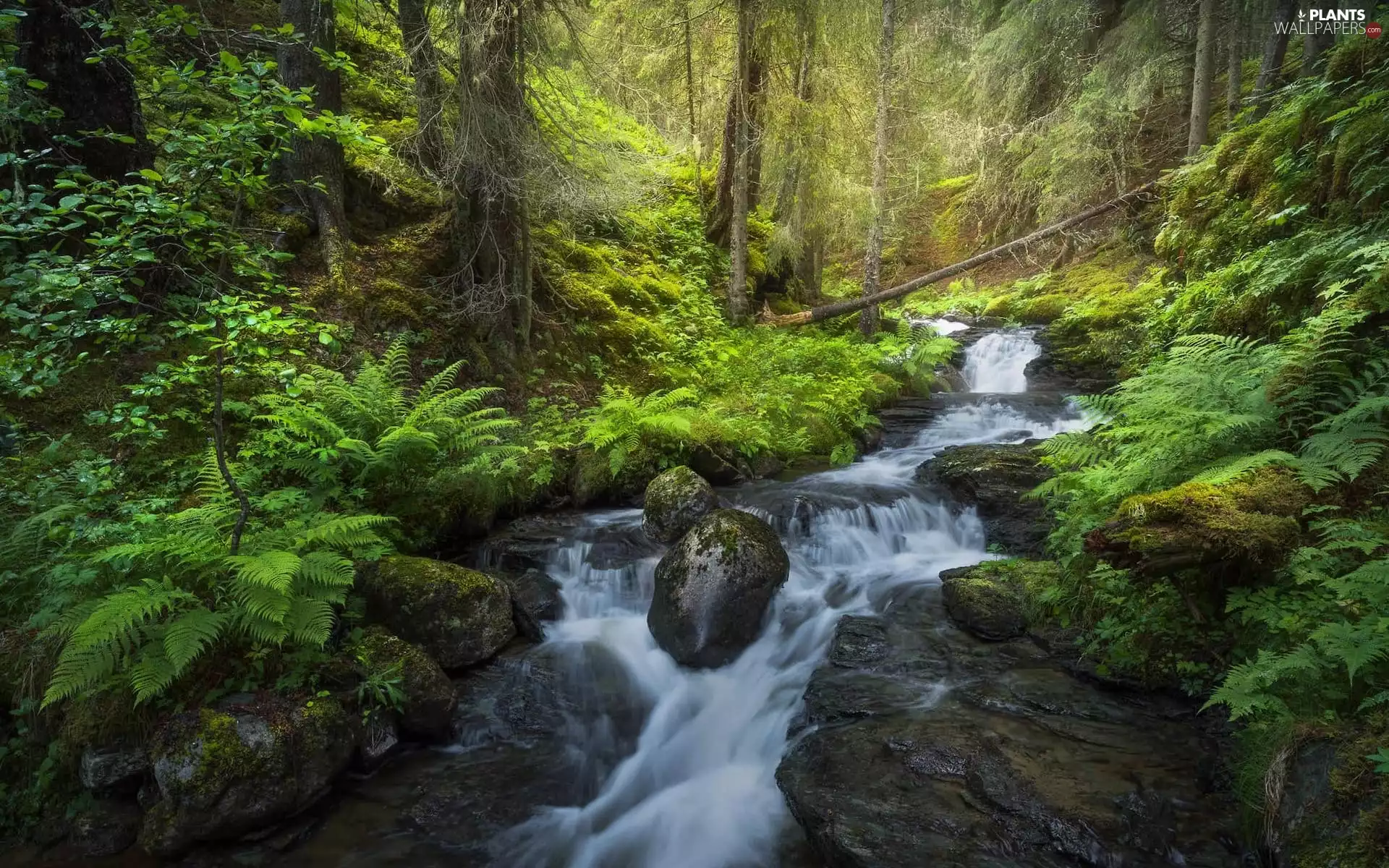 VEGETATION, stream, trees, flux, forest, fern, viewes