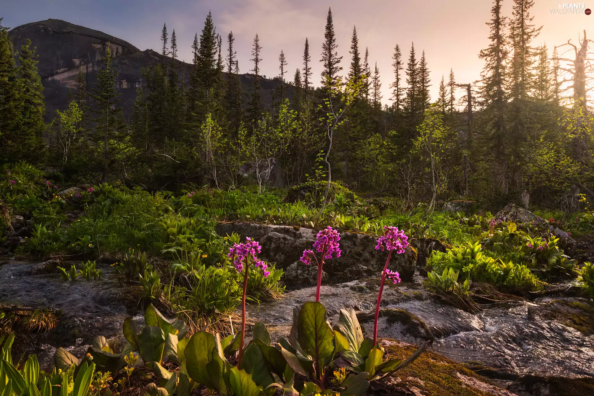 Mountains, Stones, viewes, flux, Flowers, trees, Plants