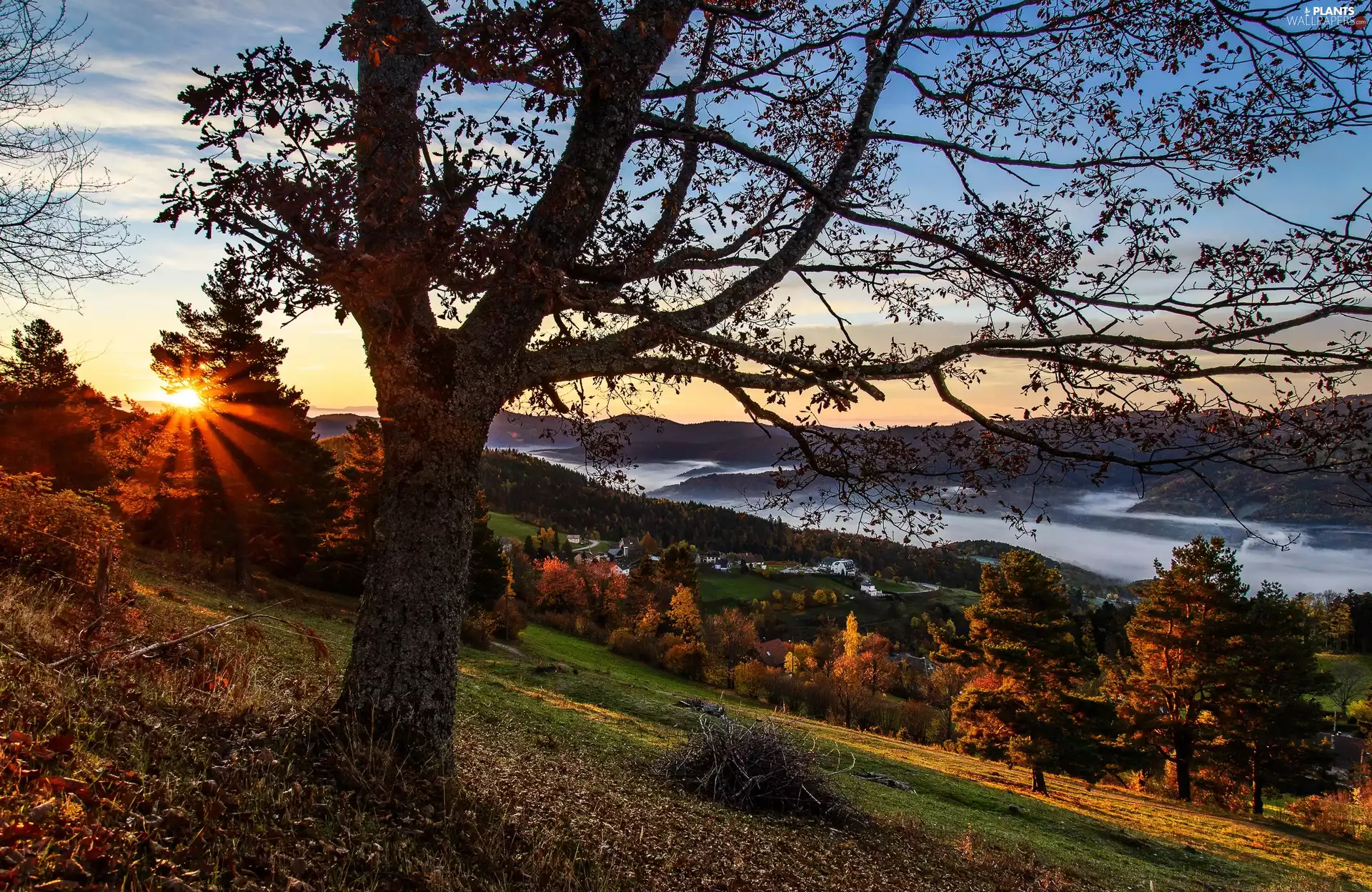 Houses, Fog, autumn, Valley, Sunrise