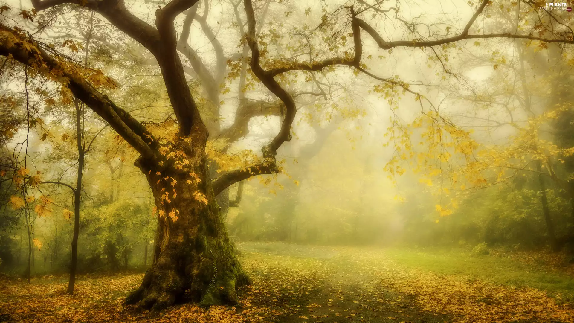 Leaf, Fog, autumn, fallen, trees