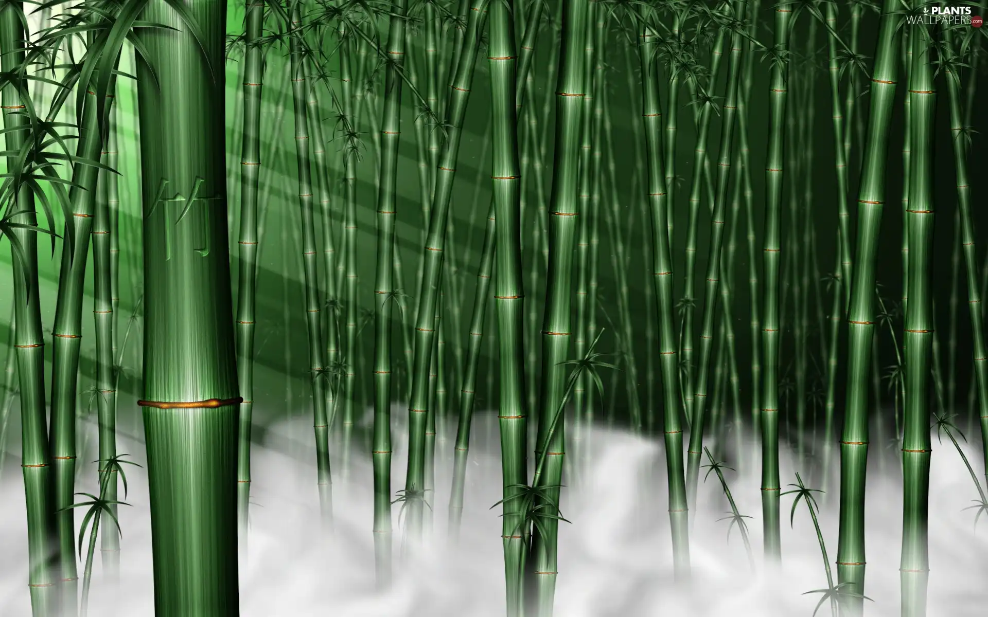 Fog, stems, bamboo