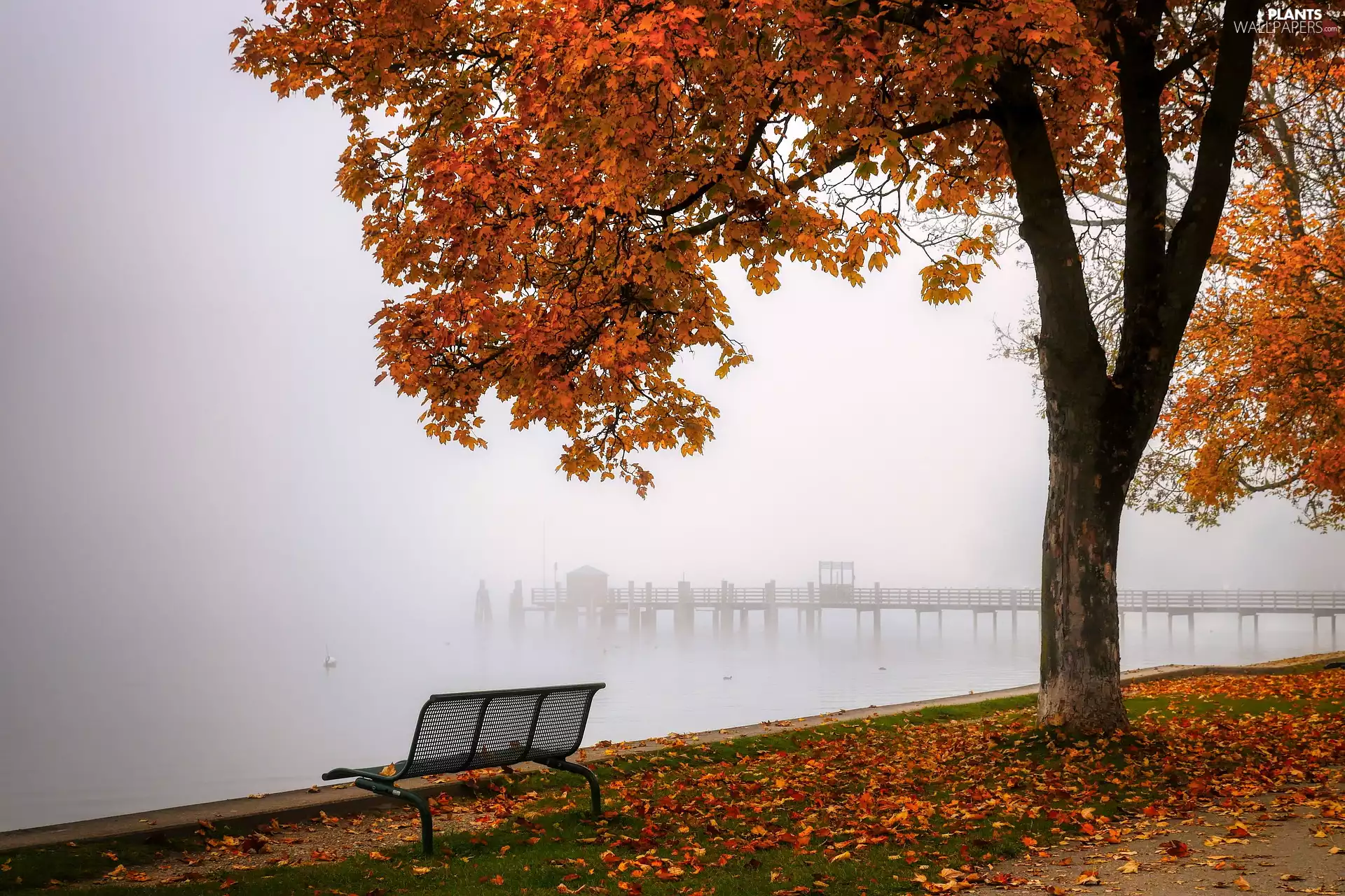 lake, Fog, Bench, trees, autumn