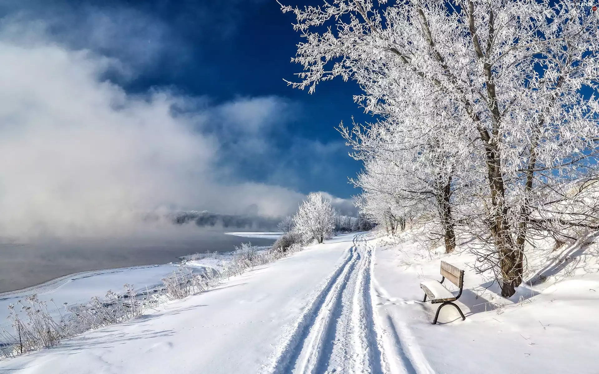 trees, Park, Bench, Fog, lake, viewes, winter
